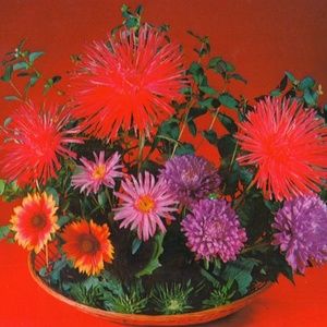 Meet your Posher, Abigail